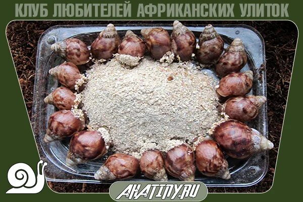 Можно улиткам ахатинам черешню