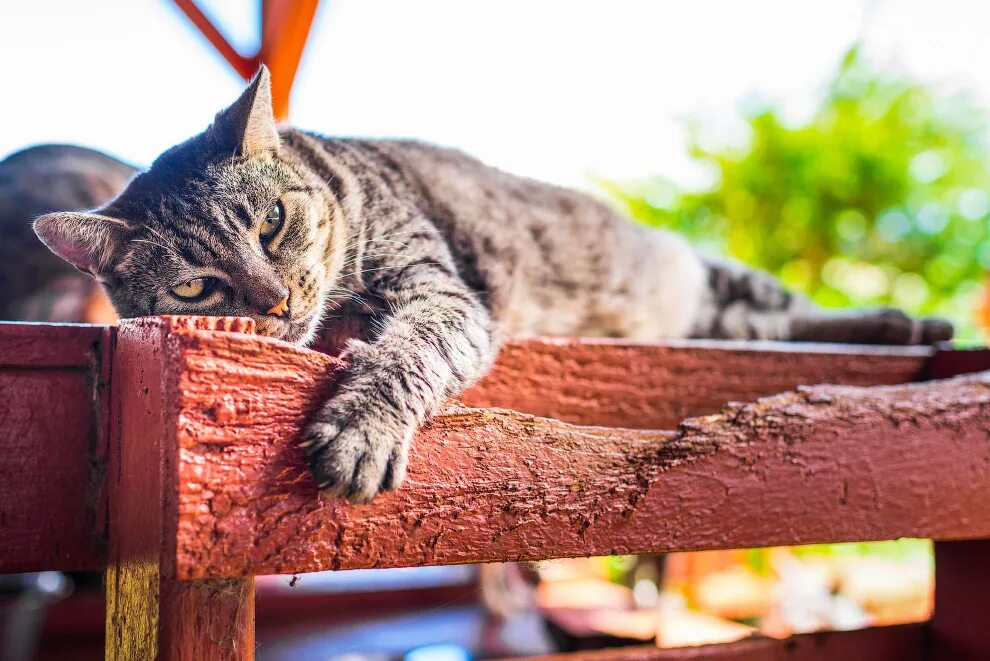 Кошки в раю