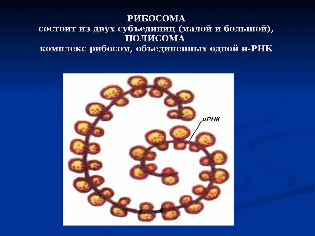 Полисома кратко. Полисомы строение и функции. Синтез белков. Полисома синтез белка. Схема строения полисомы.