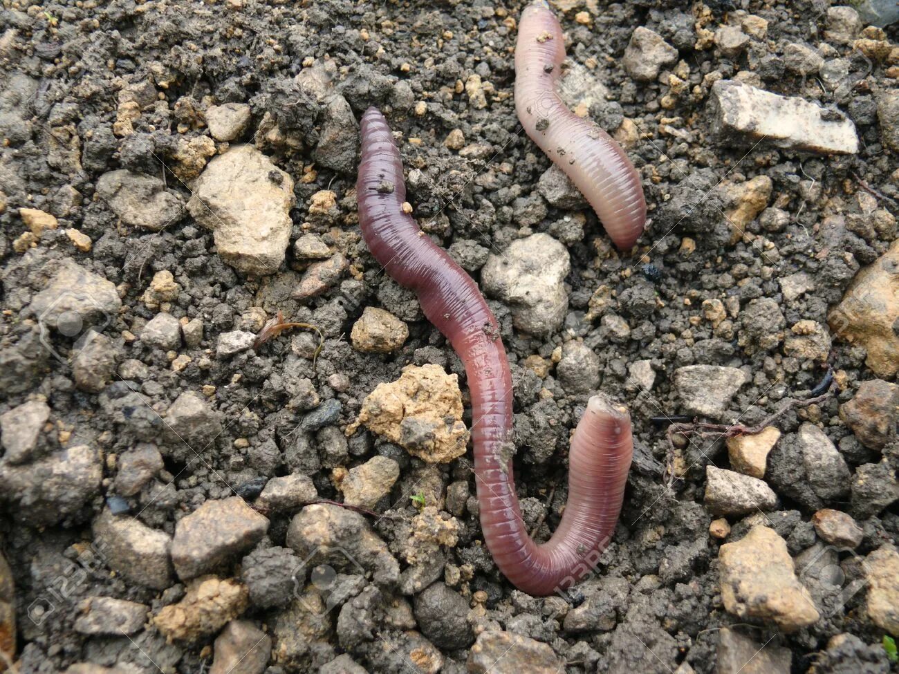 Активный червь. Обыкновенный дождевой червь. Личинки земляного червя.