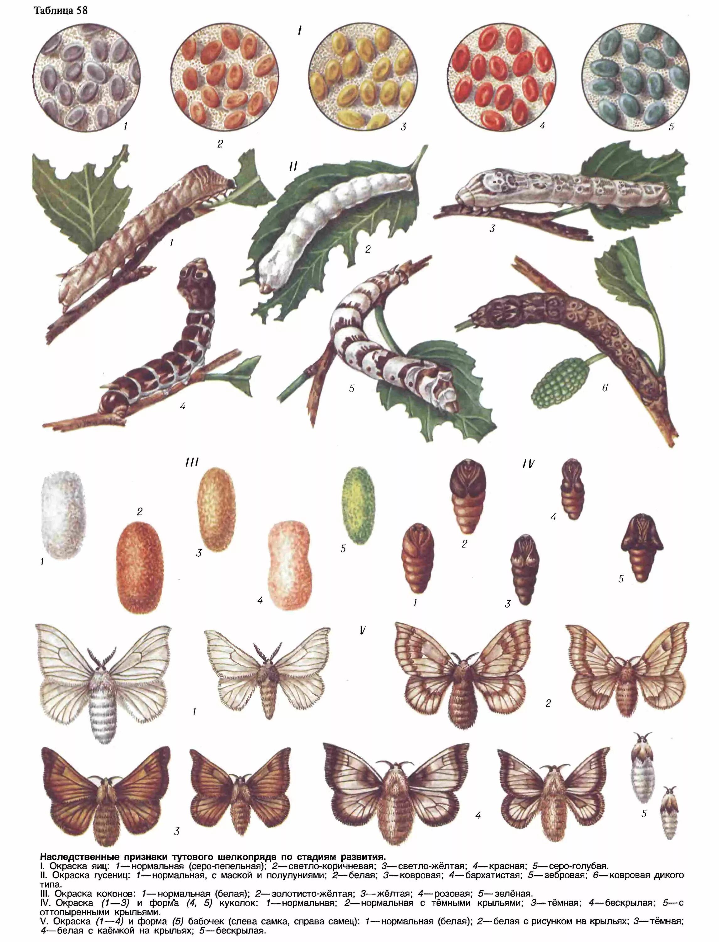 Какое развитие у шелкопряда. Тутовый шелкопряд бабочка. Тутовый шелкопряд гусеница куколка. Тутовый шелкопряд царство. Тутовый шелкопряд шелководство.