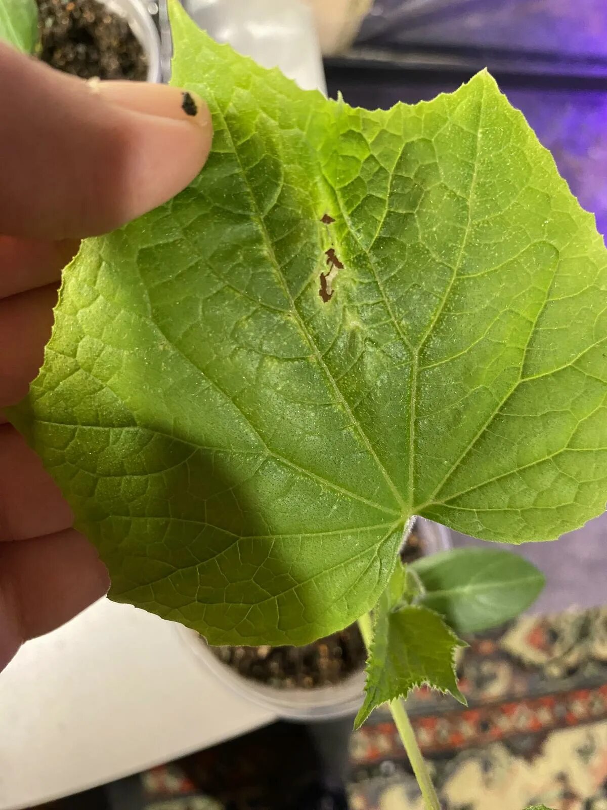 Листья огурцов в дырках. Фомоз огурца. Лист огурца в дырочках. Листья огурцов в дырках. Листья огурцов в дырках.