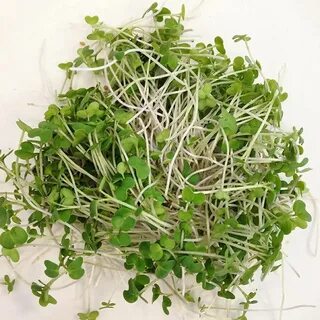 Micro plants