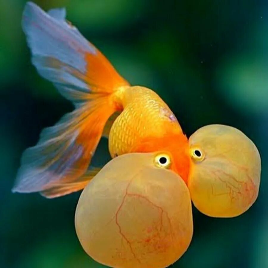 Красивые рыбки. Рыбки. Золотая рыбка звездочет. Рыбка сладка некрасив хорош. Японские вафли тайяки.