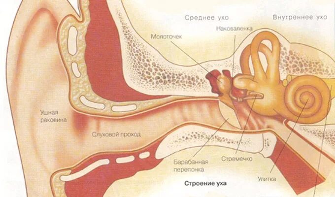 Наружный и внутренний слуховой проход