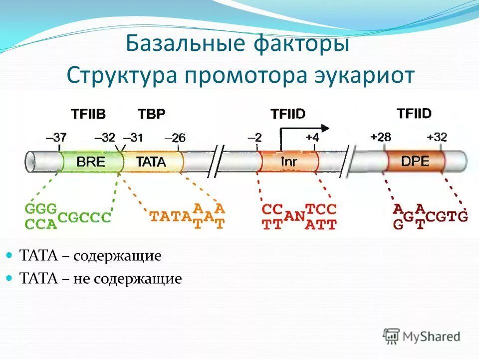 Соединение рнк полимеразы с промотором