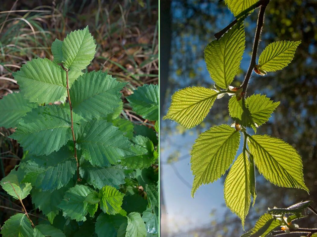 Пин на доске paisagismo vegetação Осень