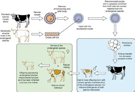 Cloning into