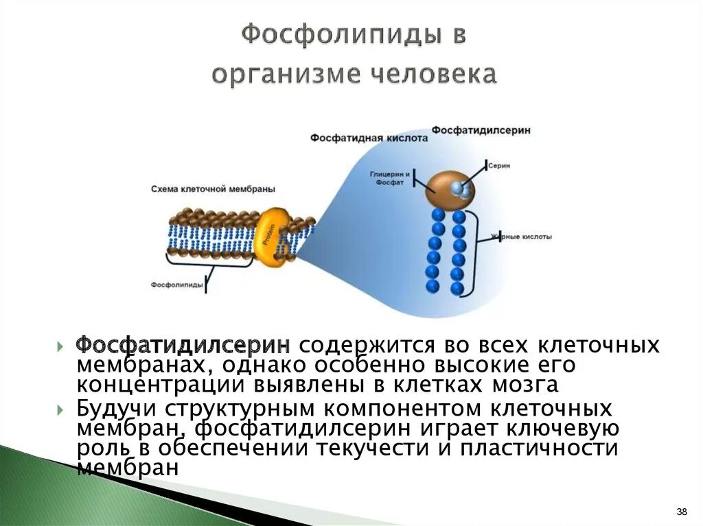 Синтез липидов мембраны. Фосфолипиды в мембране клетки. Синтез фосфолипидов функция. Фосфолипидов в биологических мембранах. Биологические функции фосфолипидов.