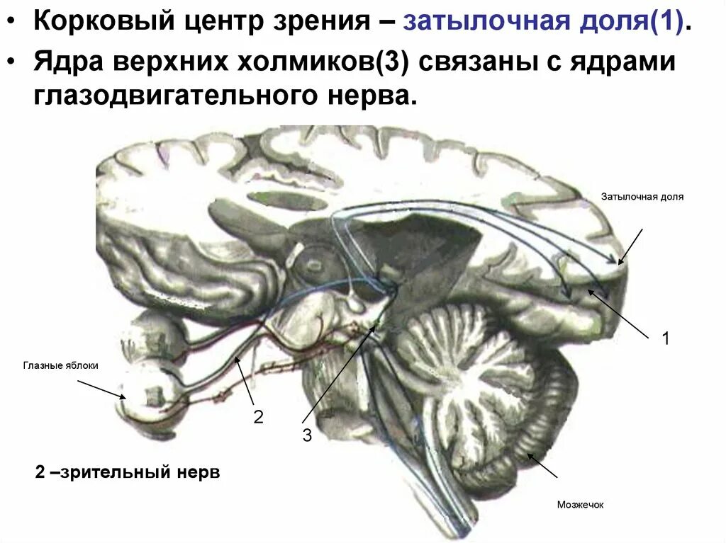 Является зрительным центром