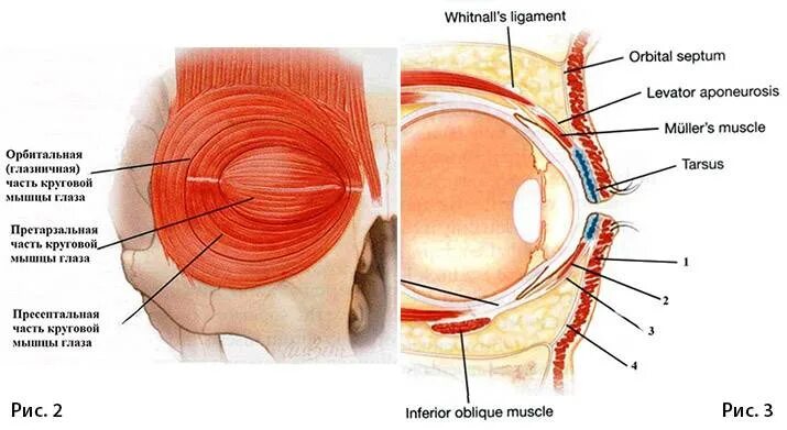 Глазничная часть круговой мышцы глаза. Мышцы окружности глаза анатомия. Мышца опускающая веко фото. Мышцы окружности глаза анатомия. Мимические мышцы мышцы свода черепа.