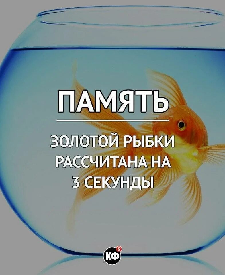 У людей память как у рыбки. Память рыбки. Память у рыб. Память золотой рыбки. Память рыбки 3 секунды.