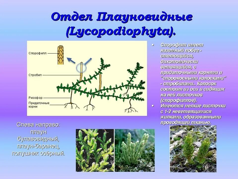 Цикл размножения плауна. Селагинелла схема. Lycopodiophyta. Стебли и корни плаунообразных растений анатомически сходны. Плауновидные (lycopodiophyta).
