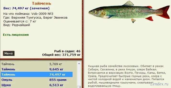 таймень алтай. хариус в пермском крае. таймень енисейский. таймень томь.