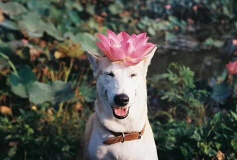 Dog is happy