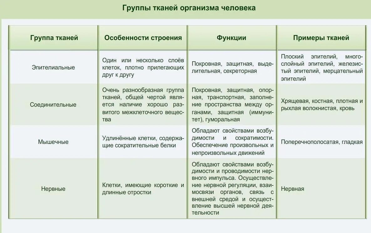 Типы ткани и ее функции. Эпителиальная соединительная мышечная нервная ткани таблица. название ткани строение функции таблица. характеристика типов тканей биология таблица 8 класс. название ткани строение функции таблица 7 класс.