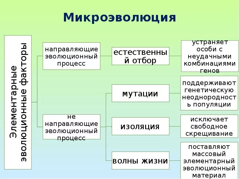 Причины микроэволюции. Элементарные эволюционные факторы микроэволюции. Элементарные процессы микроэволюции. Элементарные факторы теории эволюции. Основные понятия микроэволюции..