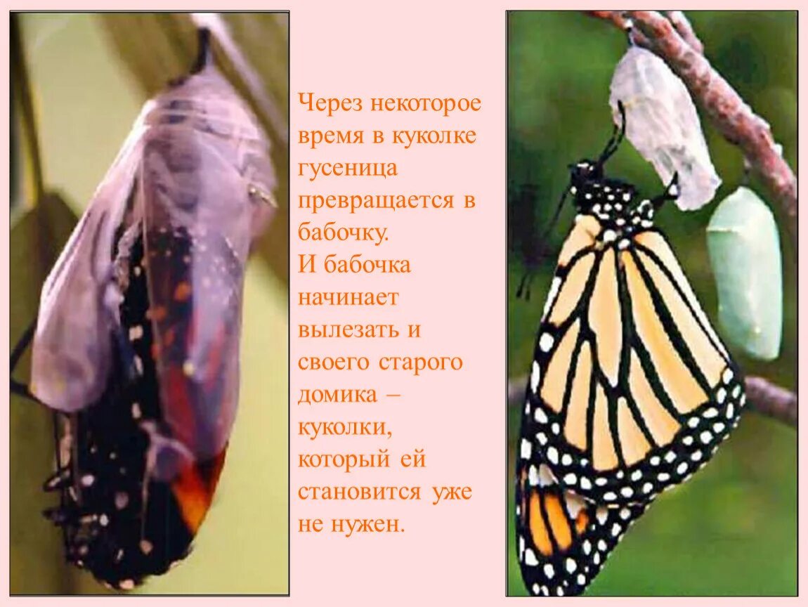 Куколка превращается