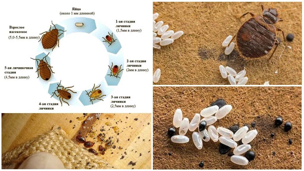 Какое развитие у клопа. Цикл размножения клопов постельных. Цикл развития постельного клопа. Жизненный цикл клопов постельных.