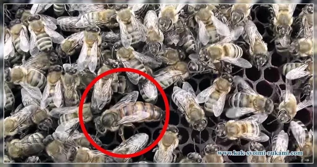Может быть две матки