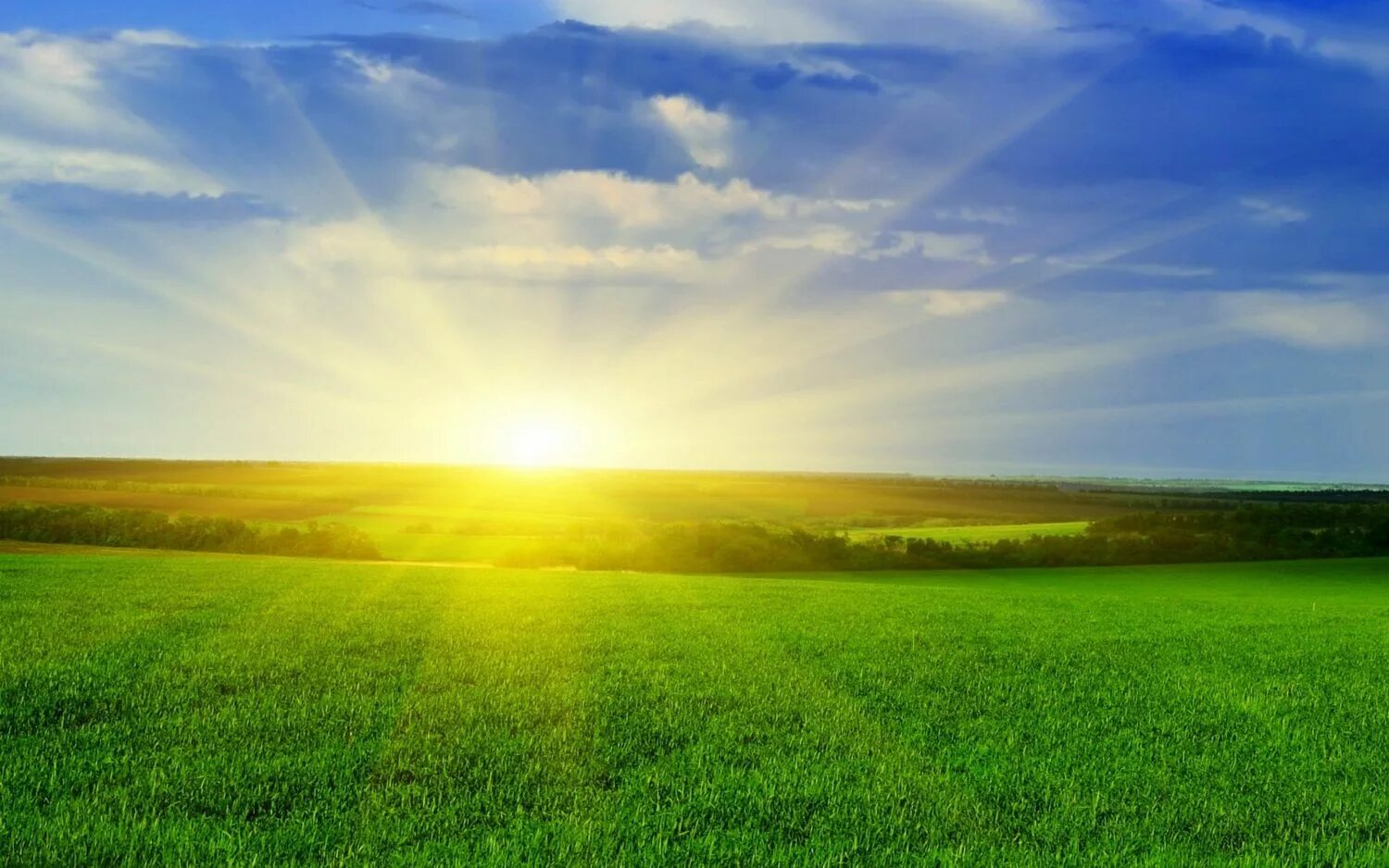 Поле солнце. Солнце над полем. Поле солнце. Рассвет в поле. Луг на закате.