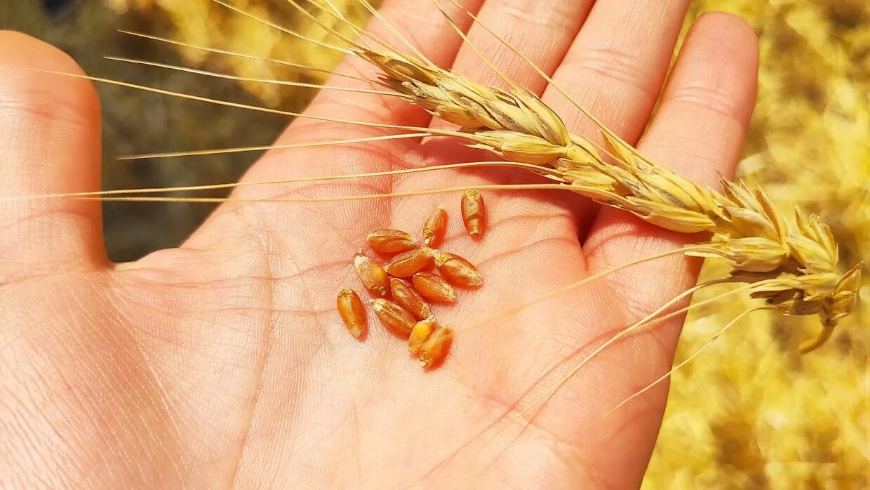 Цезиум пшеница. Сорняки в посевах пшеницы. Много пшеницы. Ячмень. Как произошла пшеница.