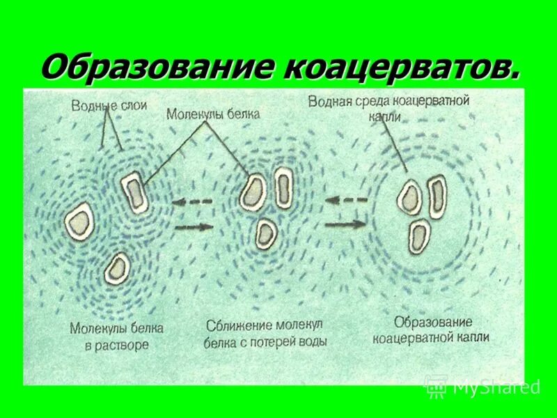 Коацерваты обладали свойствами живого потому что