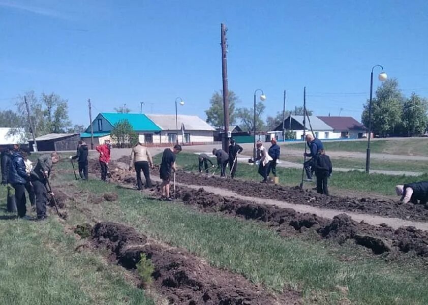 Хабарский район село хабары. Село Коротояк Хабарский район Алтайский край. Целинный край. Высадка саженцев администрация. Вестник целины Хабарский район.