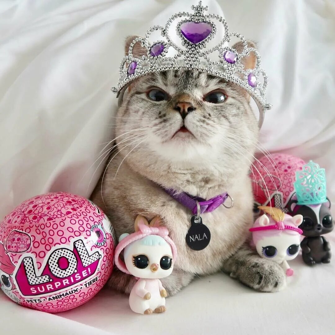 Включи самый лучший кот. Самый милый кот. самые милые котики. самый милый кот в мире. самые милые котики в мире.
