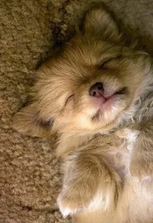 Animal sleep