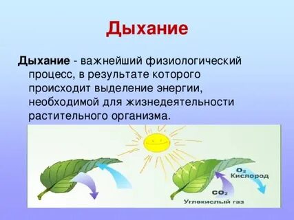 В ходе дыхания организм растения выделяет