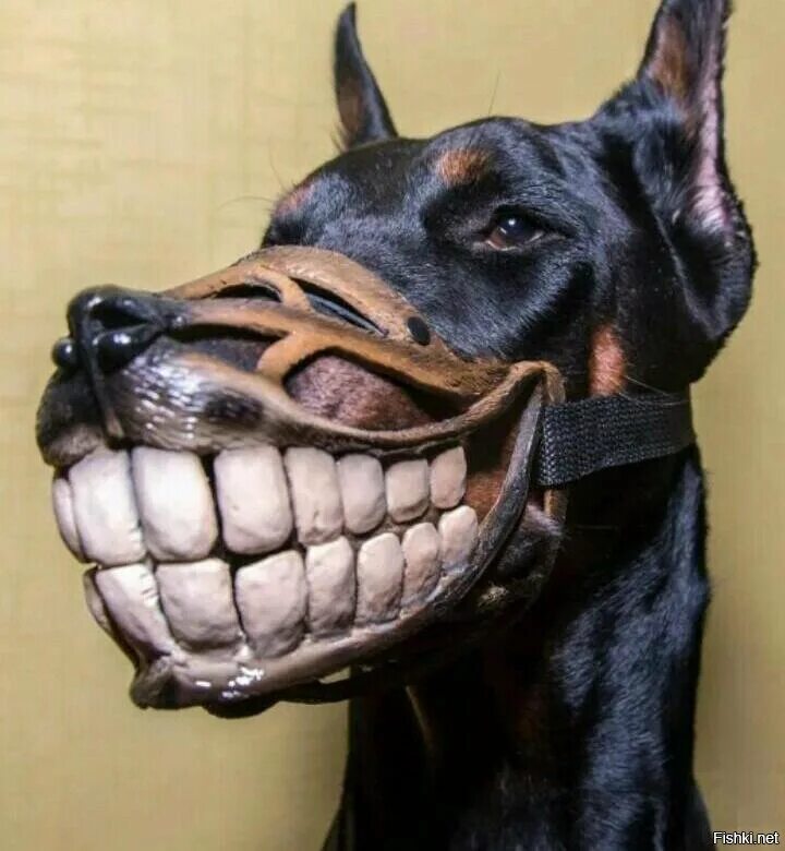 Доберман бойцовская. Лев с открытой пастью. Стаффордширский бультерьер злой. Vore дракон дельфин. Виде пасти.