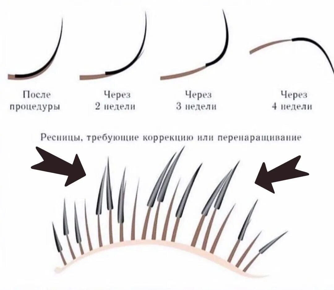 Сколько длится процедура ресниц. Фазы роста ресниц при наращивании ресниц. Строение ресниц фазы роста ресниц. Схема роста ресниц человека. Строение ресниц и фазы роста.