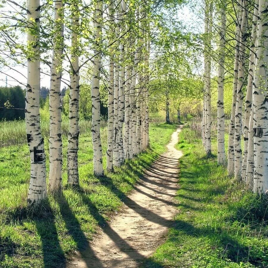 Дерево осина осиновая роща. Сады рощи и леса. Лето поляна березовая роща. Лесокультурные ландшафты. Чернолесье это лиственный лес.