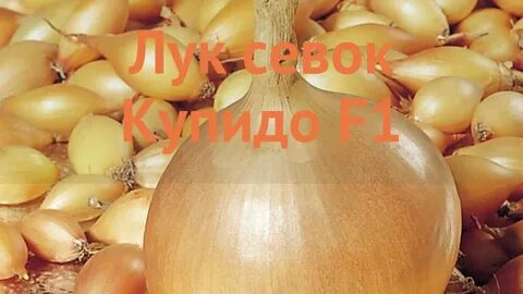 Озимый лук на перо