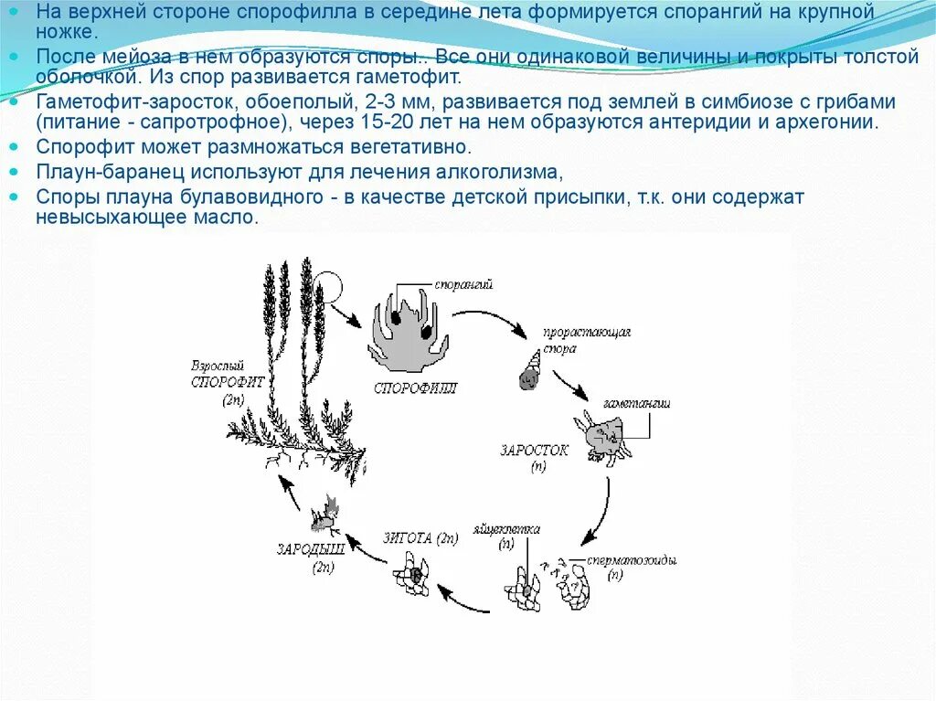 Спорофит сколько хромосом. Жизненный цикл плауна булавовидного схема. Жизненный цикл хвоща схема. Схема цикла развития плаунов редукционное деление. Жизненный цикл плауна булавовидного рисунок.