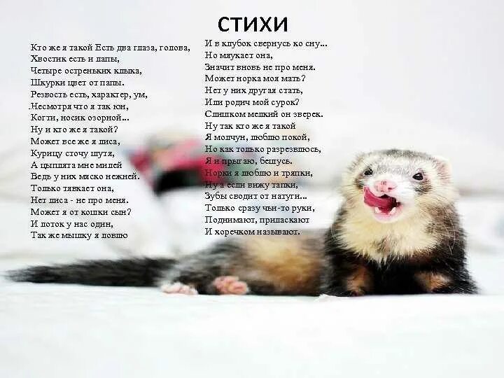 Хорек норка хонорик. Лесной хорёк. Песни хор рек. Голубоглазый хорек. Хорек ханурик.