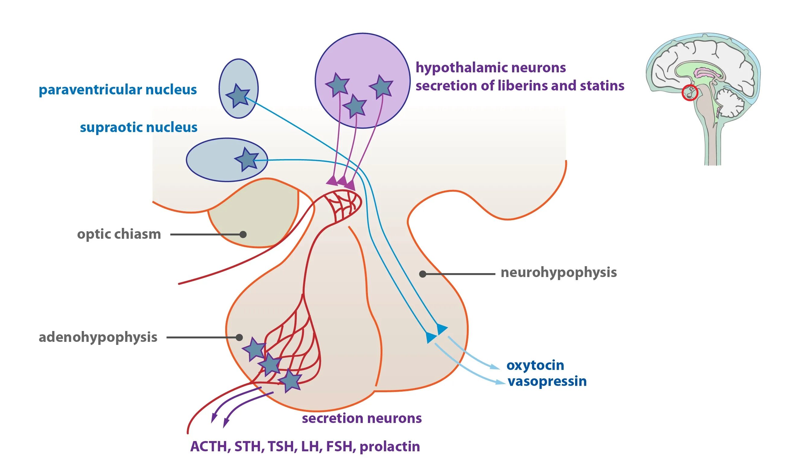 Гипофиз пролактин. Adenohypophysis Neurohypophysis. Пролактин как выглядит. Регуляция менструальная гипофиз. Пролактин связанный