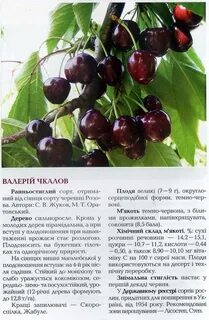 Посадка вишни шоколадница весной саженцами