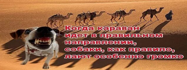 Собаки лают Караван идет. Собака лакт корован идет. Сабака лает Караван идёт. Собака лает Караван идет карикатура. Караван что означает