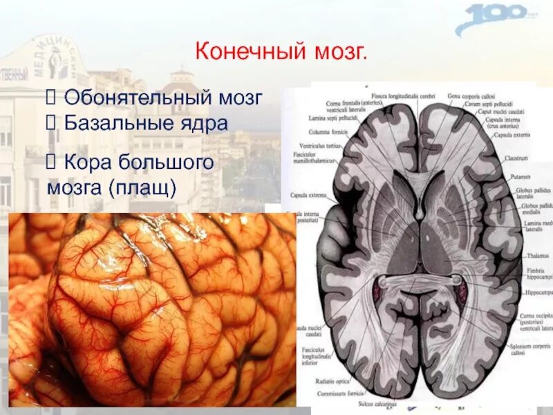 Конечный мозг анатомия обонятельный мозг. Плащ обонятельный мозг базальные ядра. Обонятельное ядро