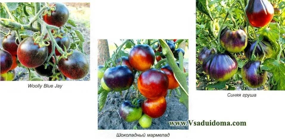 Томат голубая лагуна. Томат яблоко индиго семена. Характеристика томатов сорта синий. Характеристика томатов сорта синий. Томат синий блю.