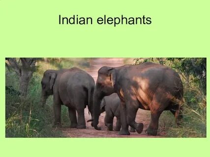 Текст animals of india