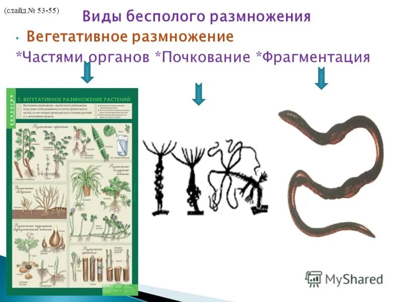 Вегетативное фрагментация. Вегетативное размножение животных. Вегетативное размножение фрагментация. Виды бесполого размножения вегетативное. Почкование и фрагментация.