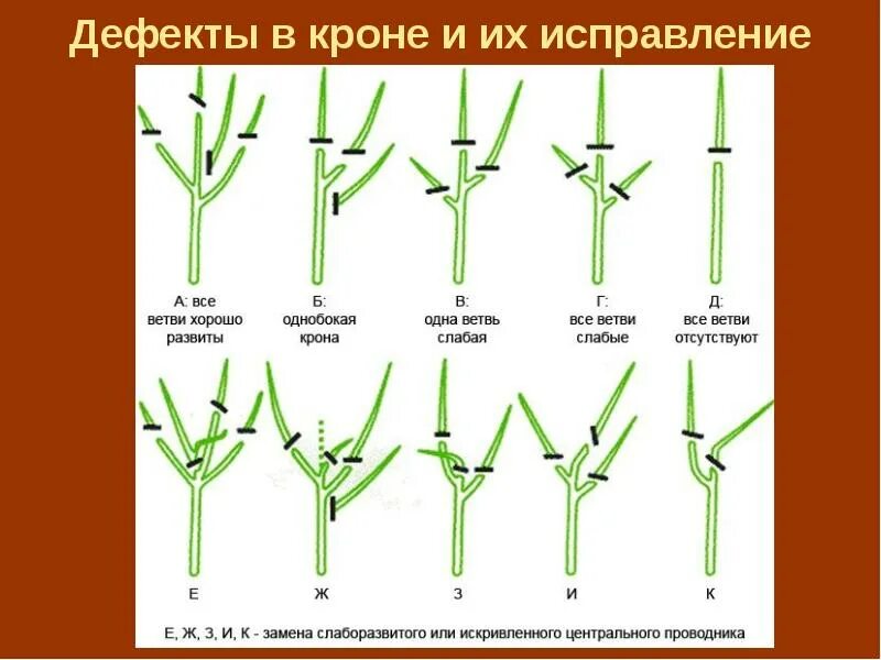 Можно ли обрезать молодые