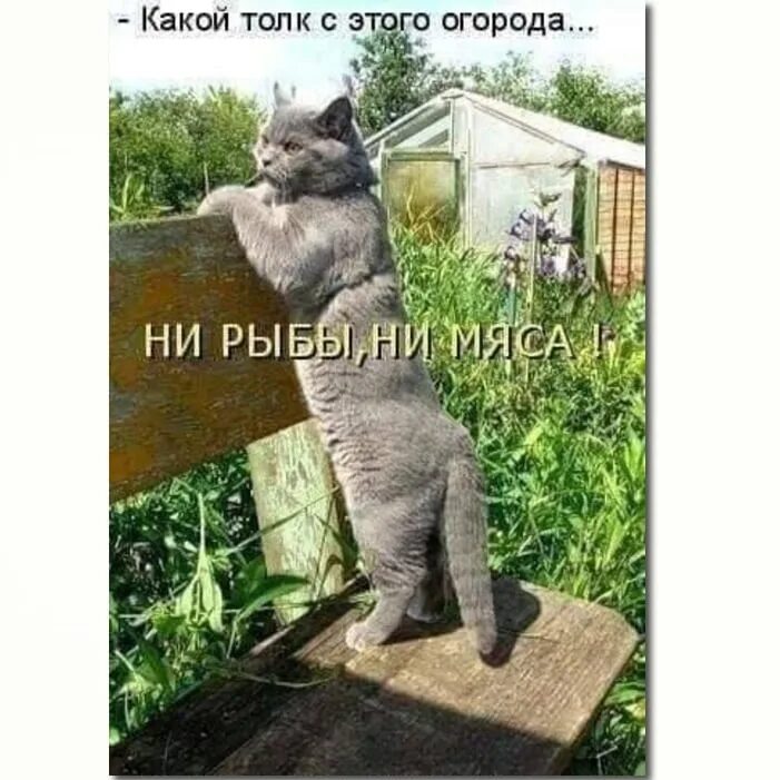 Человек этот был ни рыба ни мясо. Какой толк с этого огорода ни рыбы ни мяса. какой толк. приколы котик какой толк с этого огорода ни рыба ни мясо картинка с. какой толк с этого огорода ни рыбы ни мяса картинки.