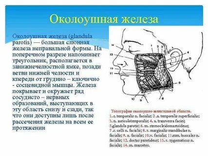 Околоушные слюнные железы