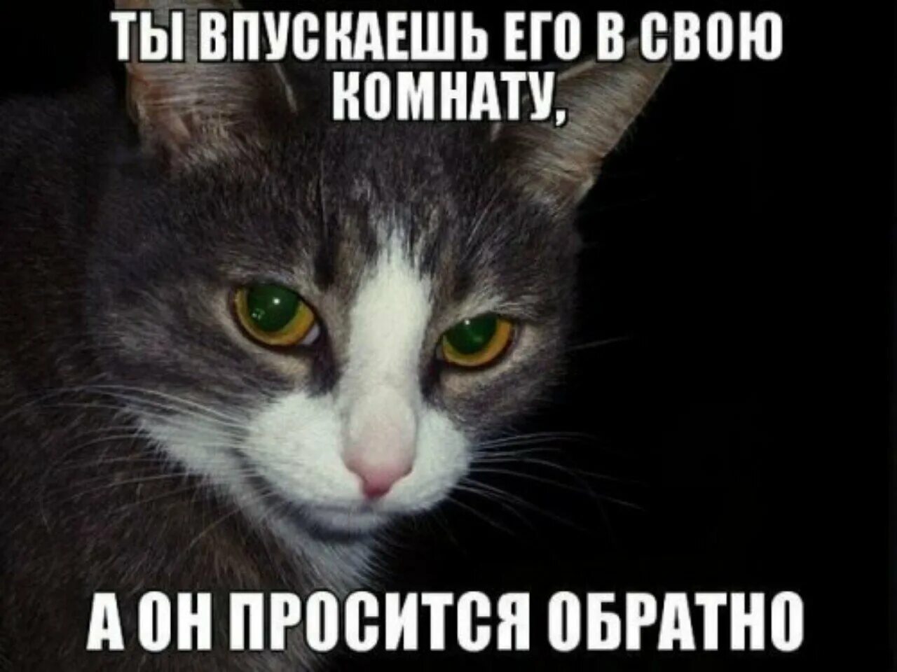 Просятся ночевать. Дорогой ты впустил кота. Мемы с игрой слов. Когда друг не дал одеяло. Шутки про гостей.
