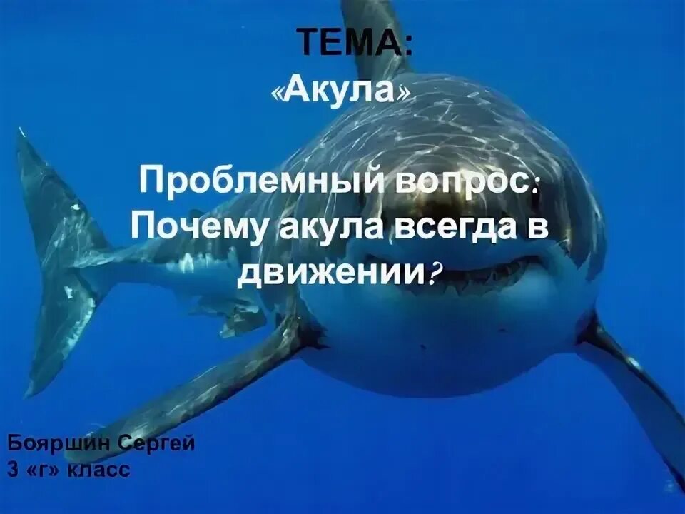 Почему акулы всегда в движении. Почему акулы всегда в движении