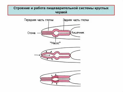 Половая система круглых